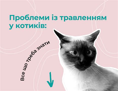 Проблемы с пищеварением у гуппи