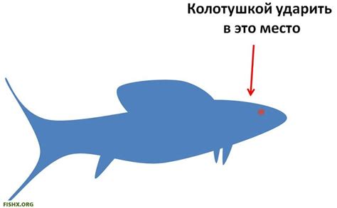 Самые эффективные способы облить рыбу соком