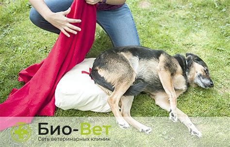 Способы остановить внутреннее кровотечение у собаки