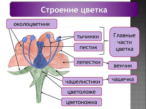 Установка головы и цветка