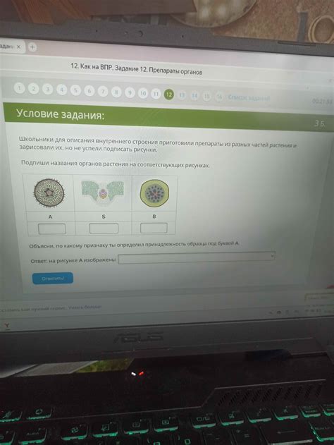 Как определить корень юкки