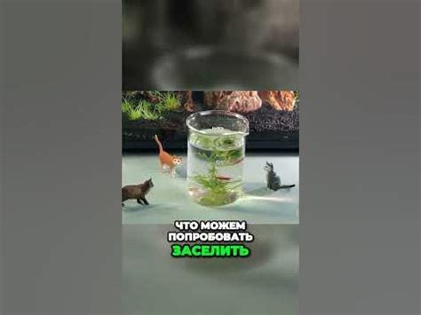 Подготовьте аквариум